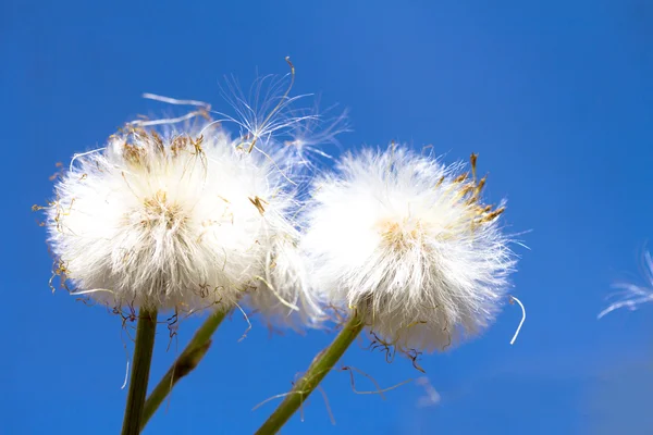 Natuur — Stockfoto