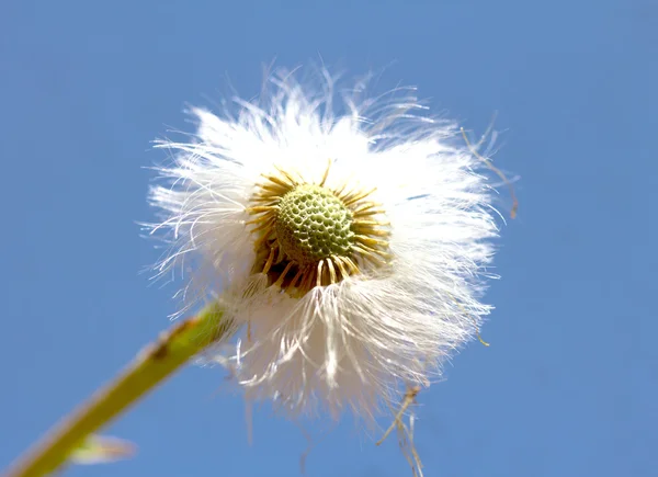 Natuur — Stockfoto