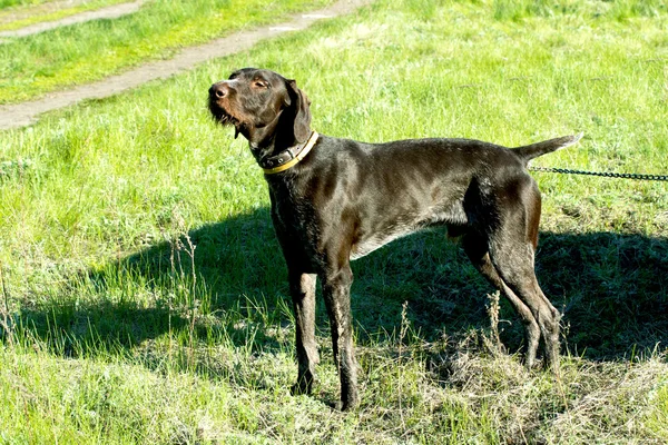 Dieren — Stockfoto