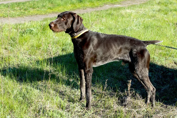 Tiere — Stockfoto