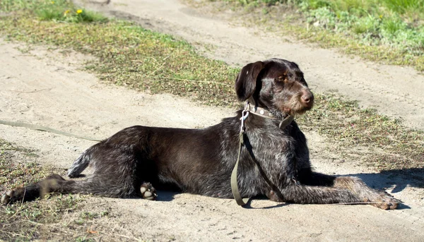 Tiere — Stockfoto