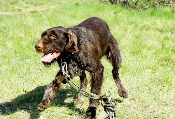 Dieren — Stockfoto