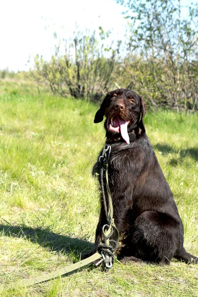 Dieren — Stockfoto