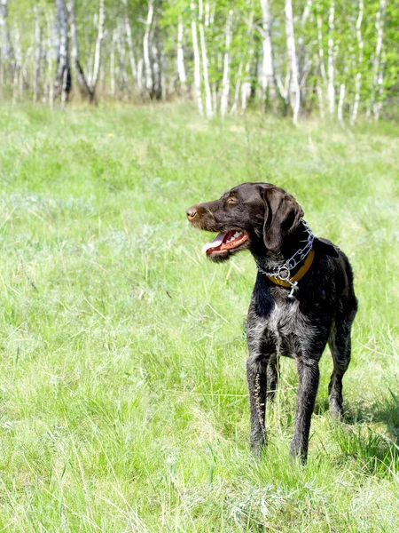 Dieren — Stockfoto