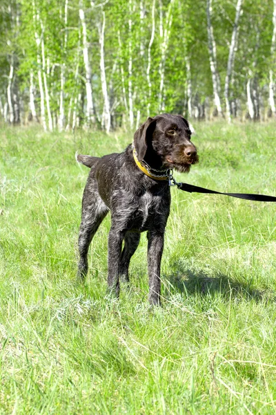 Dieren — Stockfoto