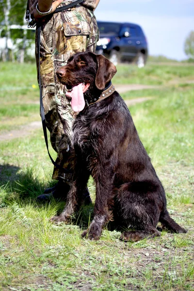 Dieren — Stockfoto