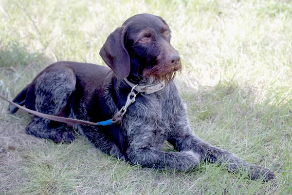 Cane domestico — Foto Stock