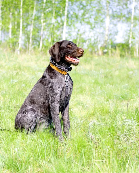 Gezelshond — Stockfoto