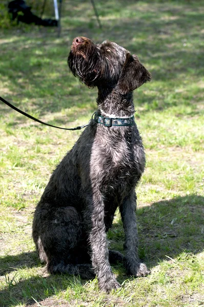 Cane domestico — Foto Stock