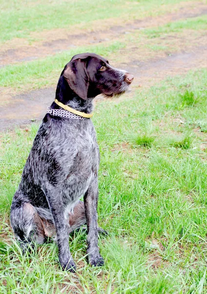 Cão de estimação — Fotografia de Stock