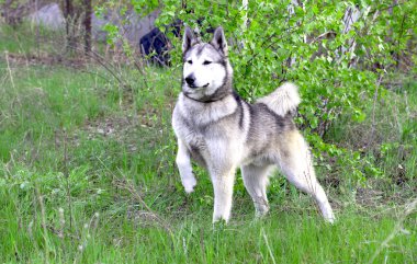 Evcil Köpek