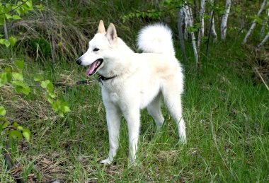 Evcil Köpek