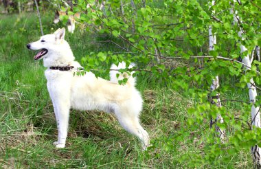 Evcil Köpek