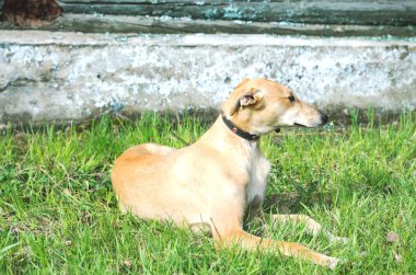 Evcil Köpek