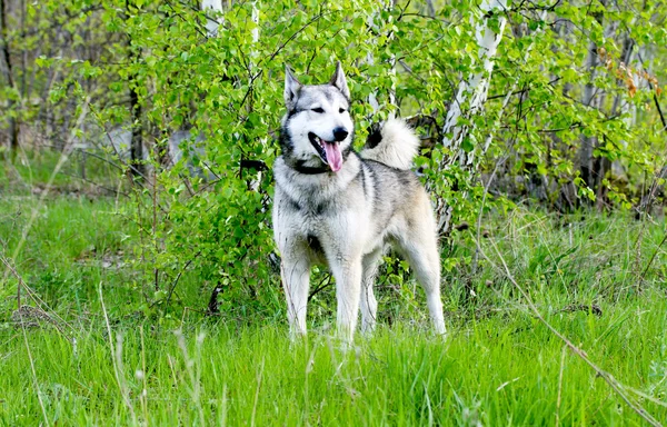 Perro mascota — Foto de Stock