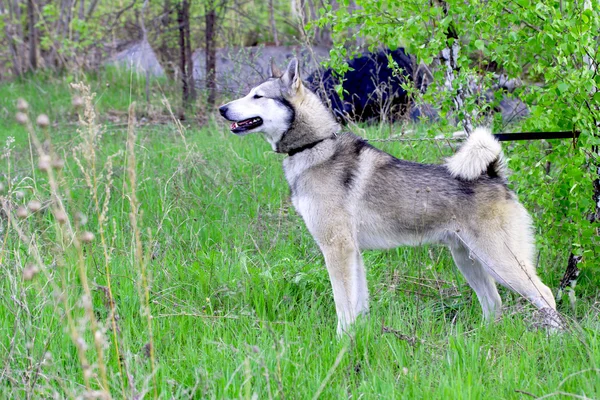 Cão de estimação — Fotografia de Stock