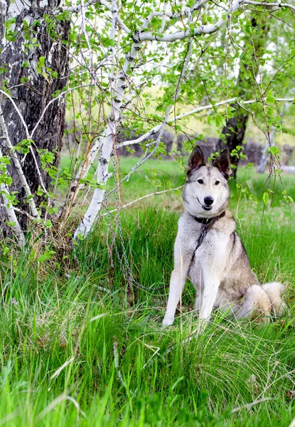 Pet dog — Stock Photo, Image