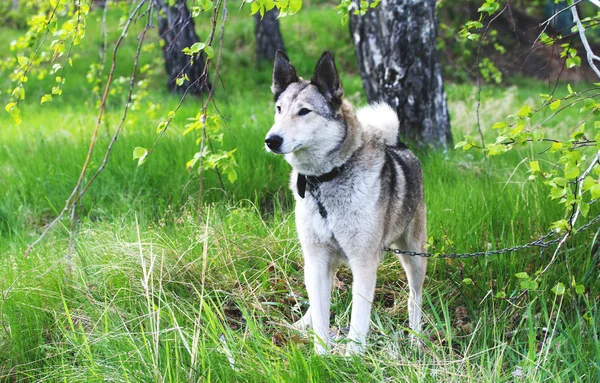 Pet dog — Stock Photo, Image