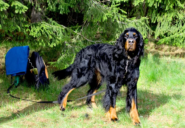 Haustier Hund — Stockfoto