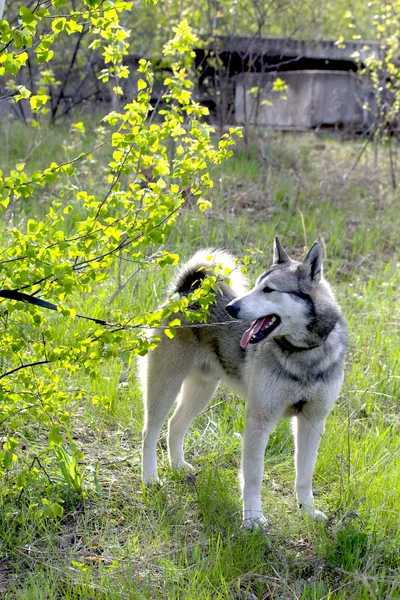 Pet dog — Stock Photo, Image