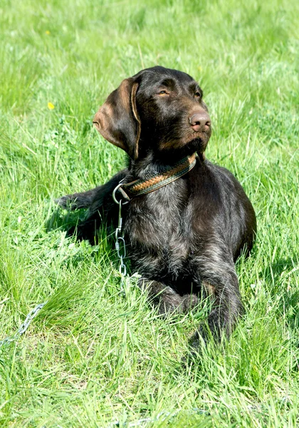 Sällskapsdjur hund — Stockfoto