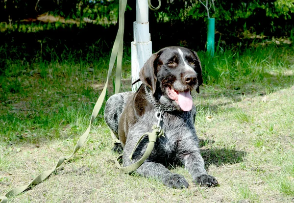 Gezelshond — Stockfoto