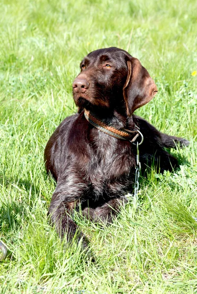 Sällskapsdjur hund — Stockfoto