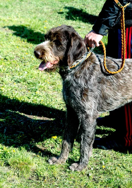 Cão de estimação — Fotografia de Stock