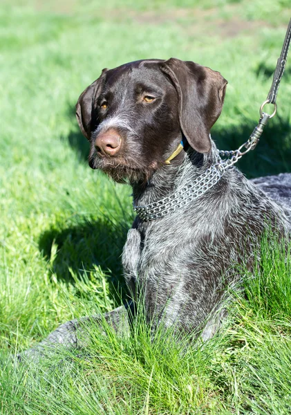 Haustier Hund — Stockfoto