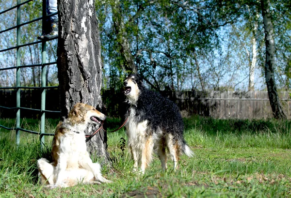 Pet dog — Stock Photo, Image