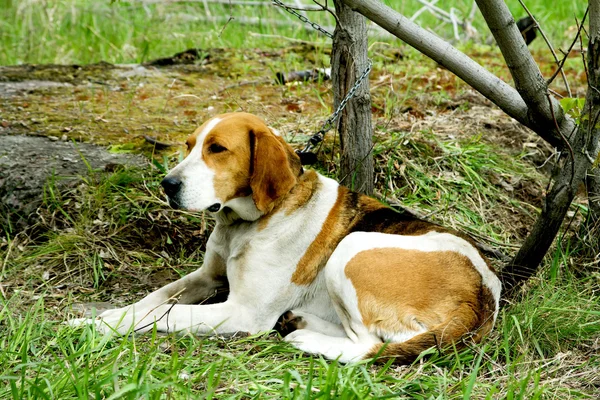 Sällskapsdjur hund — Stockfoto