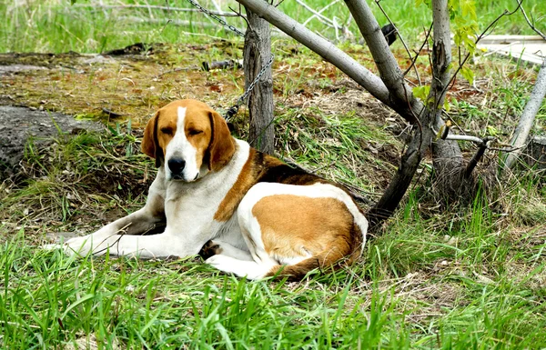 Sällskapsdjur hund — Stockfoto