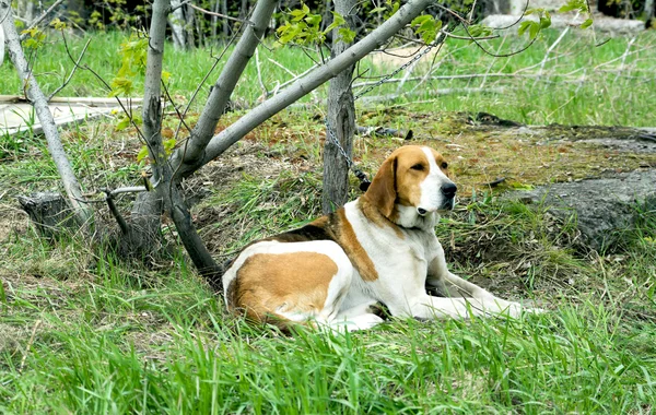 Haustier Hund — Stockfoto