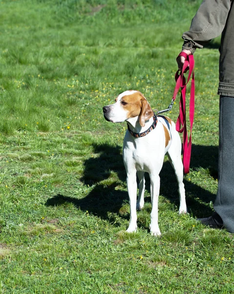 Haustier Hund — Stockfoto