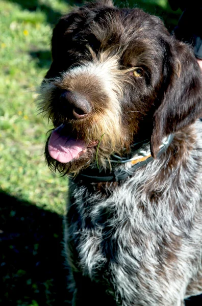 Perro mascota — Foto de Stock