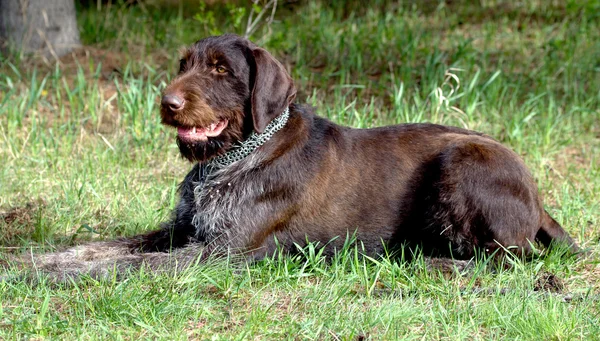 Sällskapsdjur hund — Stockfoto