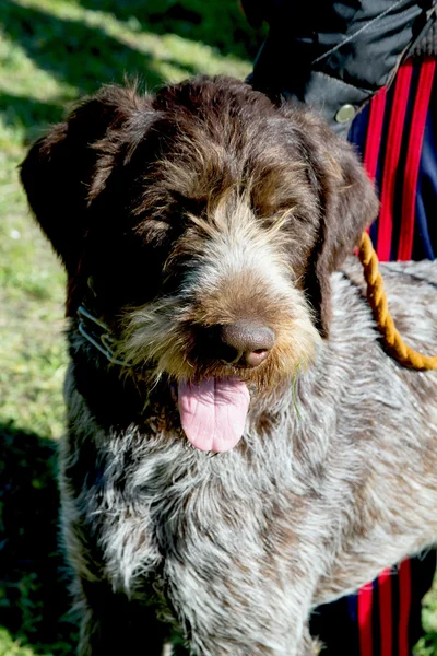 Cane domestico — Foto Stock