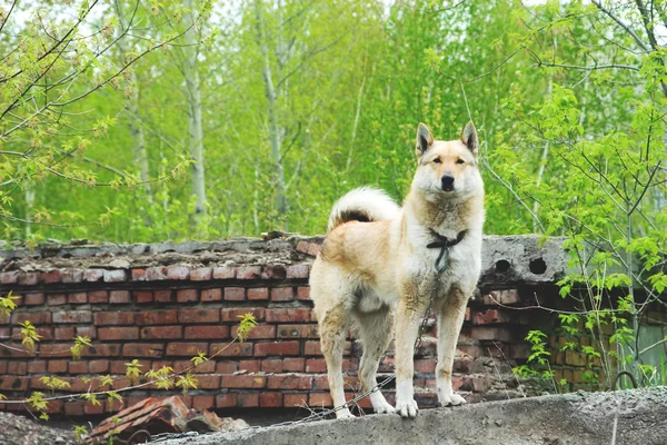 애완 동물 개 — 스톡 사진