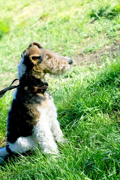애완 동물 개 — 스톡 사진