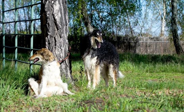 Cão de estimação — Fotografia de Stock