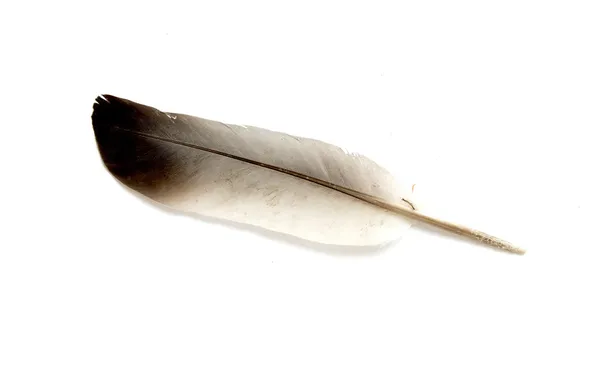 Pluma de ave — Foto de Stock