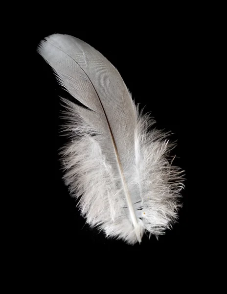 Plume d'oiseau — Photo