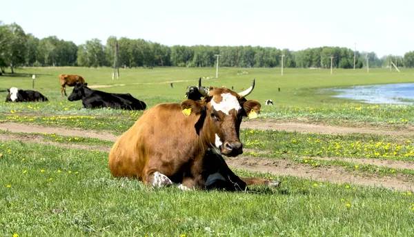 Animals — Stock Photo, Image