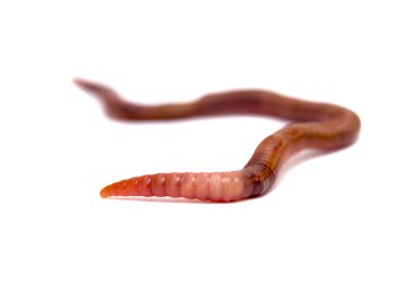 hayvanlar