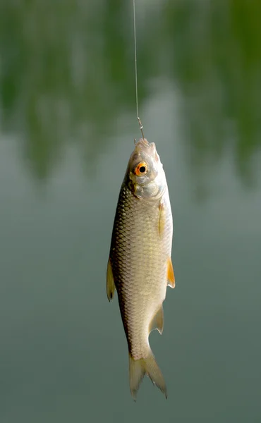 Att fånga fisk på grönt gräs — Stockfoto