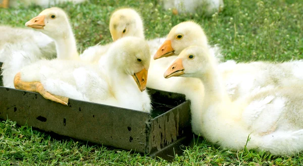 Pequeños patos —  Fotos de Stock