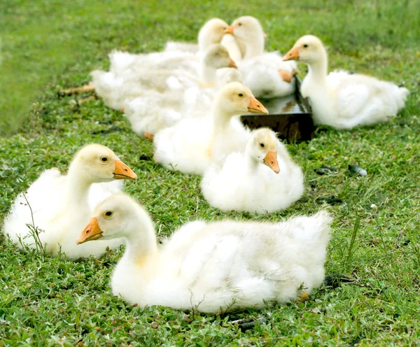 Pequeños patos — Foto de Stock