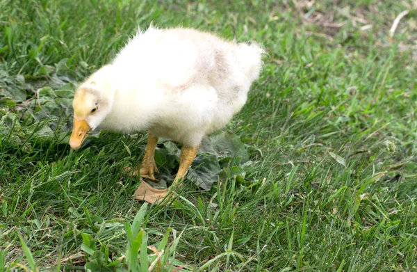 Pequeños patos — Foto de Stock