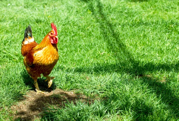 Dieren — Stockfoto