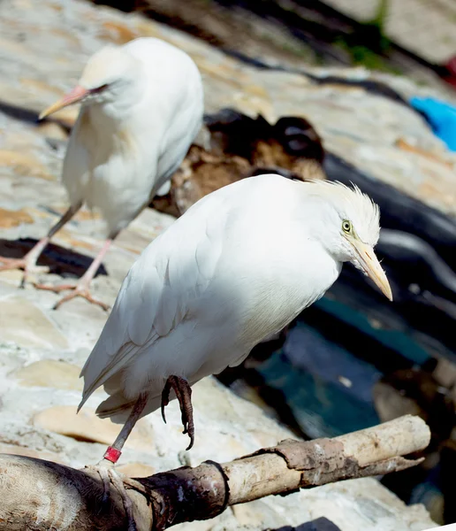 Animais — Fotografia de Stock